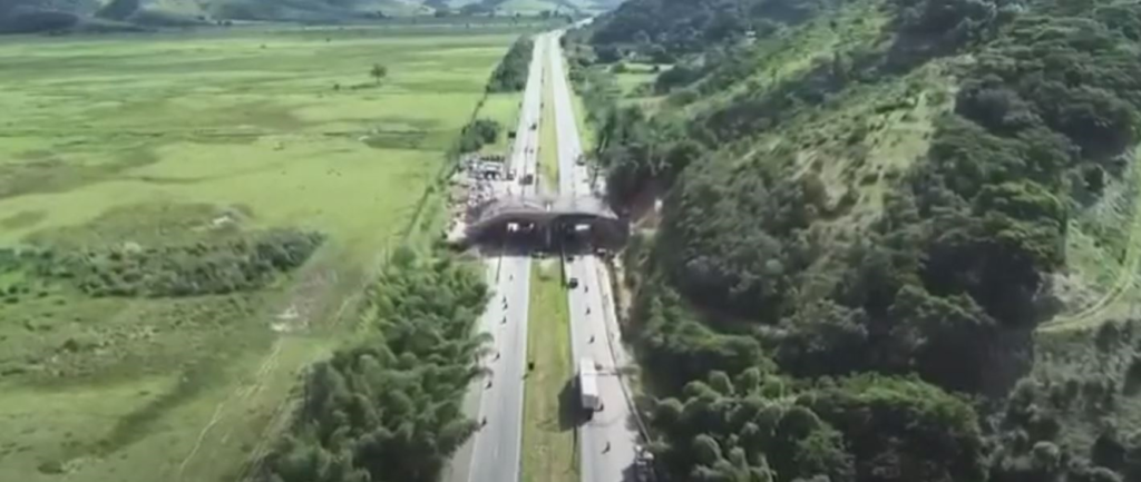 Conheça o viaduto vegetado construído em rodovia federal para ajudar a salvar mico-leão-dourado e outros animais no RJ