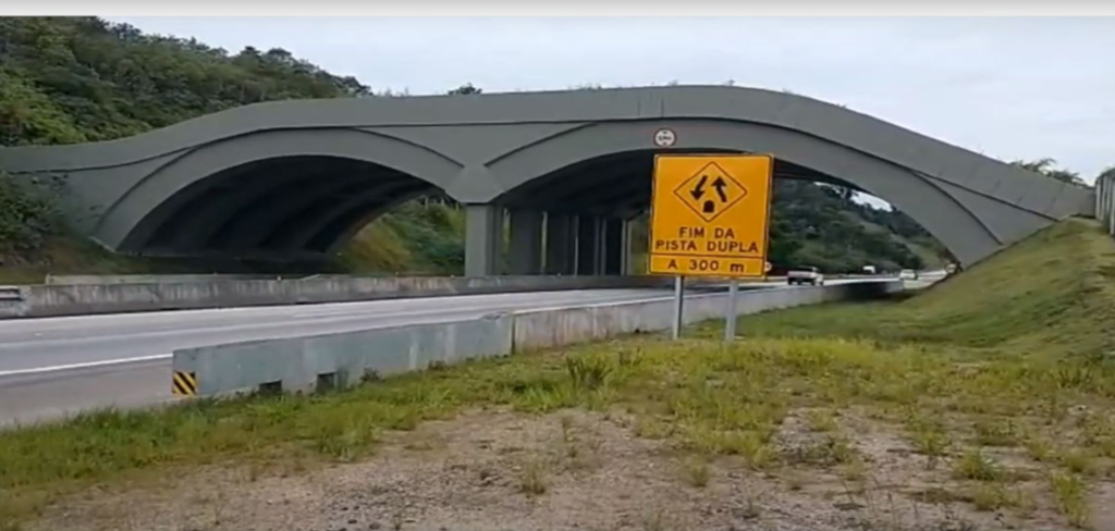 Conheça o viaduto vegetado construído em rodovia federal para ajudar a salvar mico-leão-dourado e outros animais no RJ