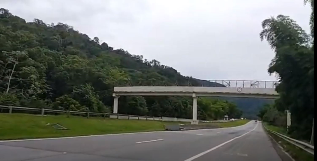 Conheça o viaduto vegetado construído em rodovia federal para ajudar a salvar mico-leão-dourado e outros animais no RJ