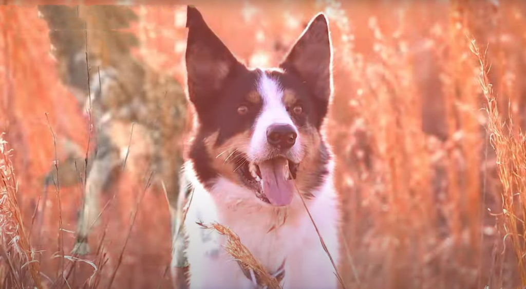 cão