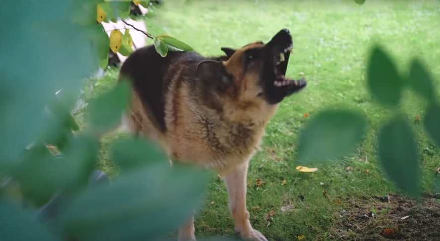 cão