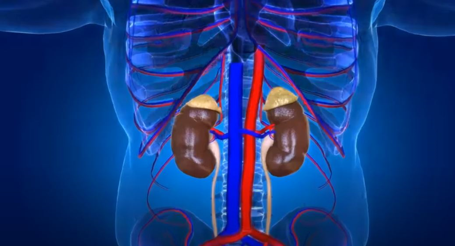 Doença Renal.