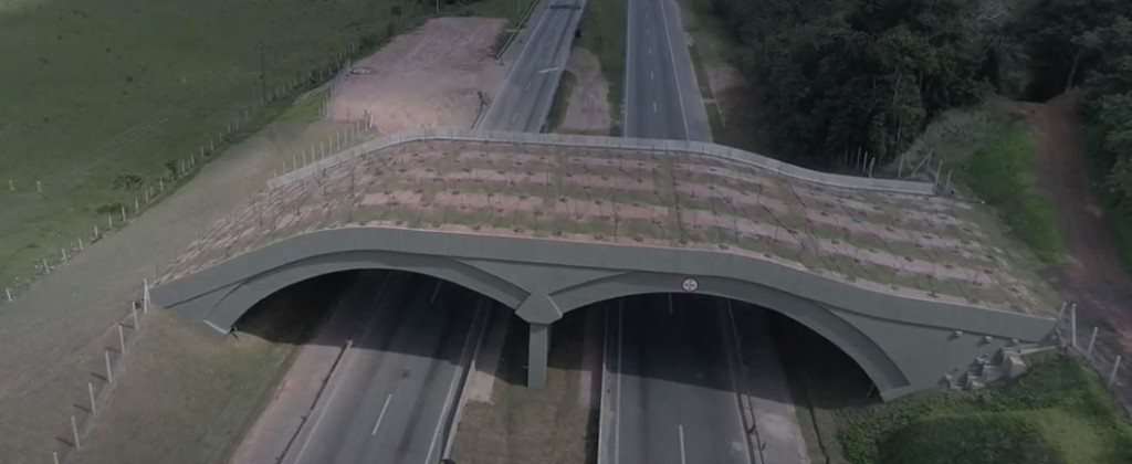 viaduto vegetado